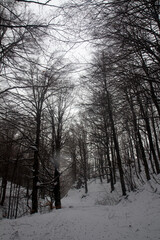 trees in the snow with fog in matese park