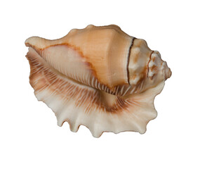 large seashell, decorative item