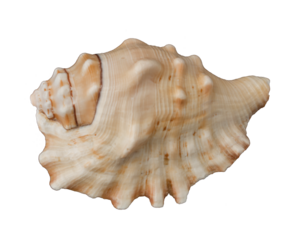 large seashell, decorative item