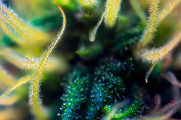 Cannabis Flower Extreme Macro - Afghan Kush Strain - at flowering stage week seven. - 553023627
