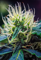 Cannabis Flower Extreme Macro - Afghan Kush Strain - at flowering stage week seven. - 553023681