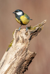 Great tit (Parus major) on branch in forest in winter.