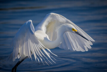 Angelic wings of the snowy egret