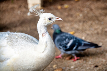 Leucistic Indian peacock in Polish park - Warsaw, Poland