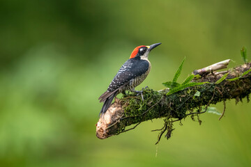 Black-cheeked woodpecker on tree branch