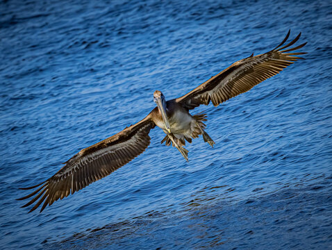 American brown pelican comes in for landing in Florida