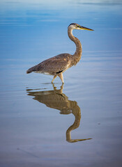 Young great blue heron reflects in the calm water in Fort DeSoto park near St. Pete