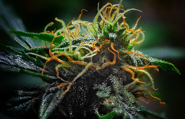 Extreme Macro of Cannabis Flower or Bud - Afghan Kush Strain - flowering week seven. - 553024450