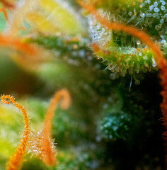 Extreme Macro of Cannabis Flower or Bud - Afghan Kush Strain - flowering week seven. - 553024480