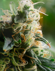 Extreme Macro of Cannabis Flower or Bud - Afghan Kush Strain - flowering week seven. - 553024613