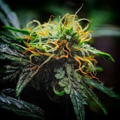 Extreme Macro of Cannabis Flower or Bud - Afghan Kush Strain - flowering week seven.