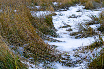 Patches of snow between bundles of windblown beach grass on the waterfront of the Wadden Sea in Denmark