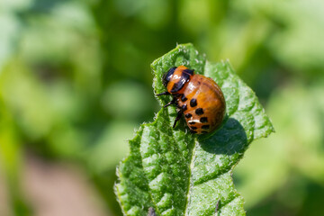Larva of a Colorado potato beetle crawls on a potato leaf. Protecting agricultural plants from bugs