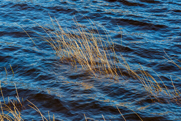 grass in a field, water and rocks