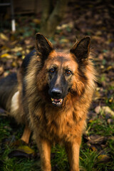 Owczarek Niemiecki, pies domowy, zwierzak, przyjaciel człowieka, dog, pet, pies