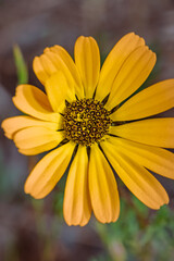 Yellow and orange African Daisy (Osteospermum) Wild flower growing during spring, Cape Town, South Africa