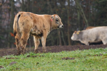 a young cow stands in the mud