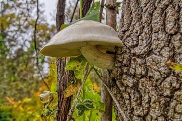 mushrooms on tree trunk