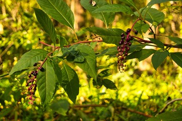 grapes in the garden