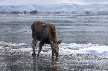 Moose on a Frozen Idaho River in Winter