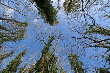 	
Looking up at trees in winter	
