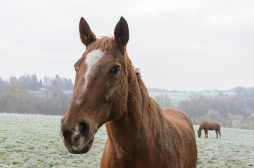 Close-up head portrait of a domestic brown horse on a pasture in Germany, Europe