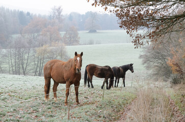 Domestic horses on a pasture in the rural countryside in Germany, Europe
