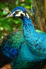 Peacock and its beautiful coloration in its entirety.