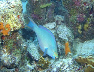 Fototapeta na wymiar Stoplight Parrotfish grazing on the reef