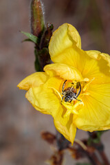 Monkey beetle (Clania glenlyonensis) eating pollen on a yellow evening primrose (Oenothera) flower, Cape Town, South Africa