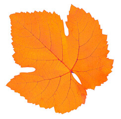 grape leaf