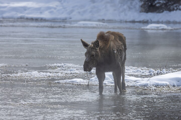 Moose on a Frozen Idaho River in Winter