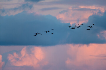 Autumn bird migration. Flying common crane at sunset.