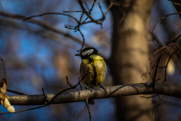 Great tit perching on branch