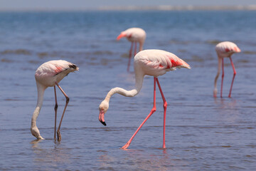 African coast of the Atlantic. Colony of pink flamingos. Swakopmund, Namibia.