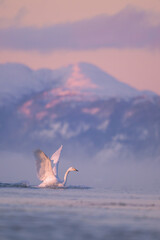 Swan in December light and sub zero degrees in Norway