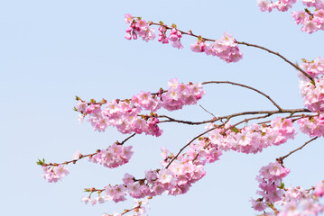 Pink Cherry blossom hanging from delicate branches on tree in spring against a clear pale blue sky