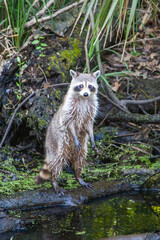 Naklejka na ściany i meble A wild raccon in the swamps in Louisiana