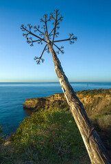 Fototapeta premium Agave with the stem leaning towards the sea