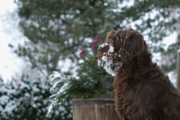 a portrait of a dog, a pudelpointer, at a snowy winter day with a frozen beard