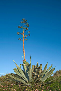 Agave plant with mast and large rosette