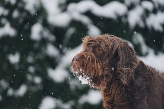 รูปภาพPudelpointer – เลือกดูภาพถ่ายสต็อก เวกเตอร์ และวิดีโอ452 | Adobe ...