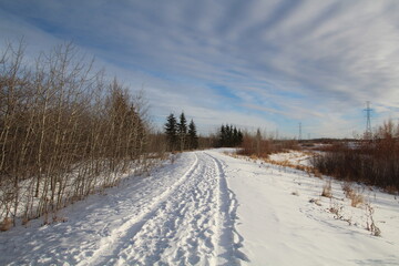 Fototapeta na wymiar Snowy Trail, Pylypow Wetlands, Edmonton, Alberta