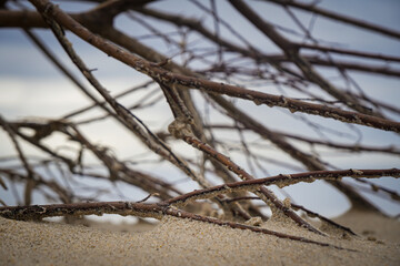 Äste am Strand