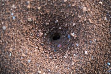 nest of ants on the ground. Closeup view