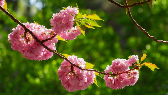 pink cherry blossom in the garden. springtime wallpaper in april