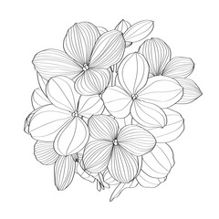 Hand draw line hydrangea flowers illustration. Botanical floral card on white background.