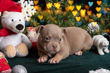Little cute American Bully puppy lying next to a Christmas tree decorated with toys, snowflakes, cones and a Teddy bear
