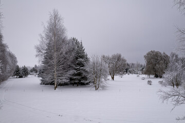 snow covered trees and field in gloomy winter day