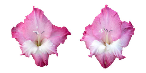 Pink gladiolus flowers isolated on transparent background